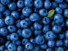 蓝莓颜色一年经典蓝色的