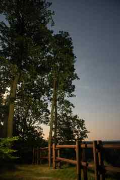 神奇的美丽的月光月光天空树行沃林斯基国家公园波兰