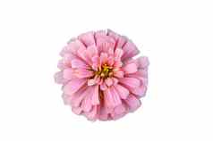 粉红色的Zinnia花