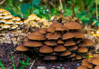 大集群栗brittlestem蘑菇常见的真菌specie欧洲