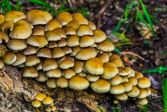 集团光棕色（的）栗brittlestem蘑菇常见的真菌specie欧洲