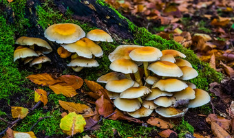 小集团黄色的栗brittlestem蘑菇常见的真菌specie欧洲