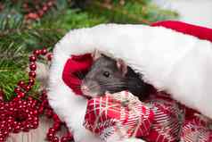 关闭可爱的老鼠红色的圣诞节他老鼠象征一年可爱的老鼠坐着圣诞节他礼物一年装饰礼物一年概念