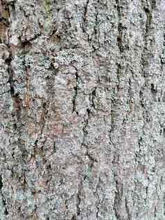 灰色的树树皮变形背景图片长满青苔的树树皮