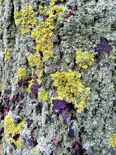 灰色的树树皮色彩斑斓的长满青苔的变形背景图片