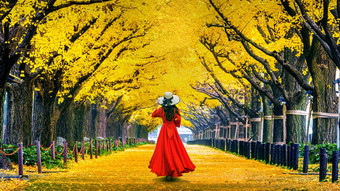 美丽的女孩走行<strong>黄色</strong>的<strong>银杏树</strong>秋天秋天公园东京日本