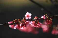 樱桃开花樱花花自然背景花园美丽的樱桃开花花分支阳光黑暗背景散景概念暗色调樱花
