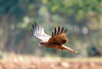 黑色的风筝飞行埃塞俄比亚Safari野生动物