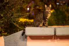 高贵的流浪猫坐着墙晚上拍摄