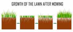 步骤草坪上割草过程草坪上草护理服务园艺景观设计单独的插图文章infographics指令白色背景