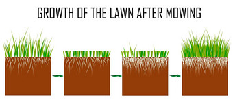 步骤草坪上割草过程草坪上草护理服务园艺景观设计单独的插图文章infographics指令白色背景
