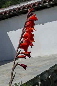 红色的剑兰花修道院花园山巴尔干半岛瓦舍茨小镇