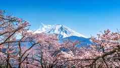 富士山樱桃花朵春天日本