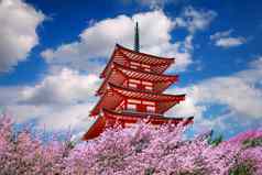红色的宝塔樱桃花朵春天日本