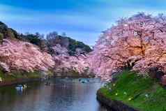 樱桃花朵chidorigafuchi公园东京日本
