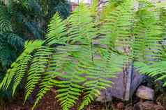 特写镜头叶子粗糙的树蕨类植物热带植物specie澳大利亚