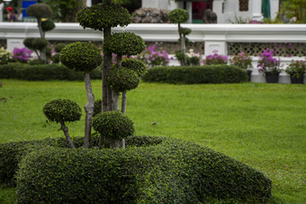 树植物公园观赏植物<strong>装修</strong>公共的地方公园广场<strong>私人</strong>草坪