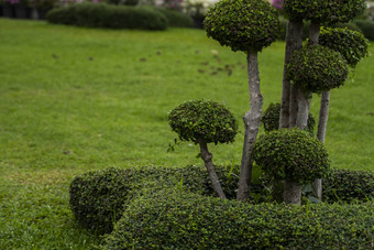 树植物公园观赏植物<strong>装修</strong>公共的地方公园广场<strong>私人</strong>草坪