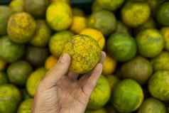 男人手持有绿色新鲜的成熟的绿色橘子很多绿色橘子背景食物概念热带异国情调的水果健康的维生素食物概念