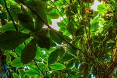 叶子巨大的葡萄他来了植物热带培养植物specie园艺自然背景