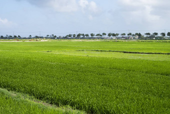 绿色<strong>大米</strong>场日光收获<strong>大米</strong>美丽的梯田<strong>大米</strong>场水季节灌溉农业