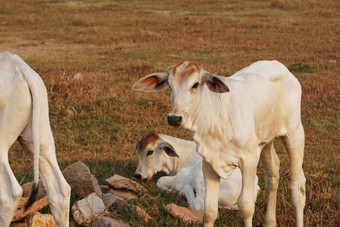 瘦白色柬埔寨牛农村景观贡布省南部柬埔寨亚洲集团牛当地人村农业农业动物
