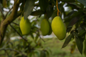 <strong>绿色</strong>芒果树芒果树日益增长的场亚洲芒果水果种植园美味的水果丰富的维生素