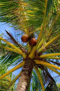 树椰子树底视图