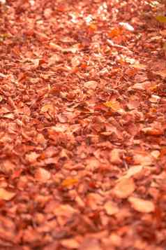 秋天叶子地面