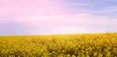 风景优美的视图黄色的芥末场
