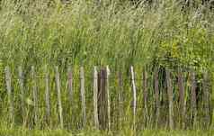 杂草木栅栏自然储备
