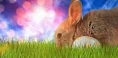 复合图像兔子花模式复活节蛋