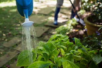 高级夫妇浇水植物浇水花园