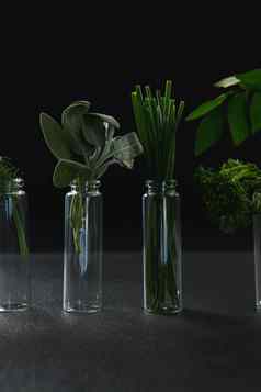 草本植物瓶
