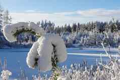 白色冬天雪森林湖冰雪松树