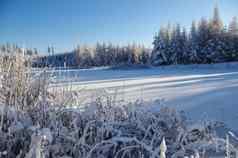 白色冬天雪森林湖冰很多雪