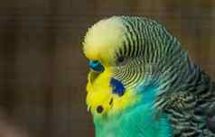 绿色黄色的虎皮鹦鹉长尾小鹦鹉脸特写镜头热带鸟specie澳大利亚