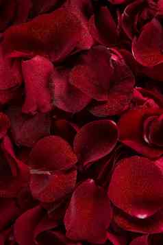 完整的框架红色的玫瑰花瓣