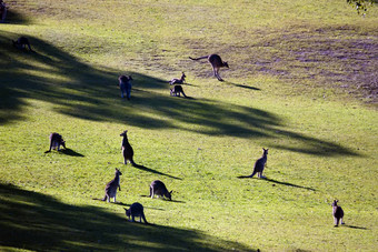 集团袋鼠享受阳光明媚的谷