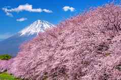 富士山樱桃花朵春天日本