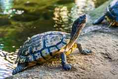 特写镜头沼泽乌龟水海岸热带爬行动物specie美国