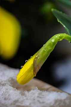 水仙花花特写镜头