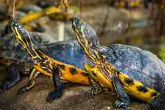 特写镜头坎伯兰滑块乌龟沼泽海龟背景热带爬行动物specie美国