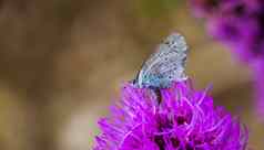 宏特写镜头冬青蓝色的蝴蝶常见的昆虫specie欧亚大陆