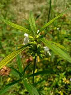 borreria植物包括杂草很容易发现字段字段印尼植物白色花甲虫爱植物