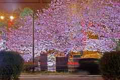 粉红色的樱花樱桃开花花日本街晚上