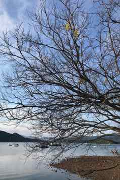 垂直自然景观摄影树湖冬天