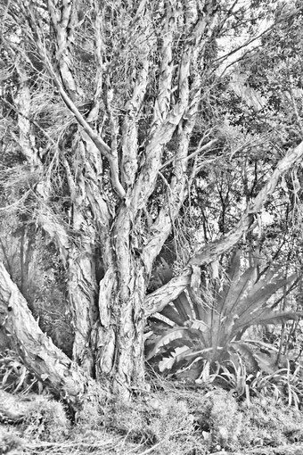 灰度图像本地的澳大利亚白千层属植物树