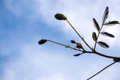 花叶子巨大的敏感的植物蓝色的天空使用