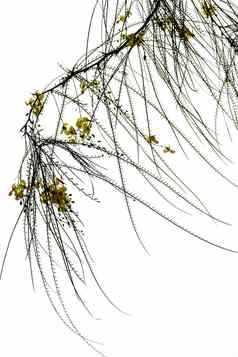 针形状的叶子树黄色的花